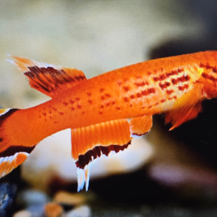 Aphysiomion australe 3-4cm