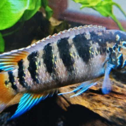 Adoketa cichlid 6-8cm