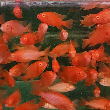 Strawberry peacock cichlid 5-6cm
