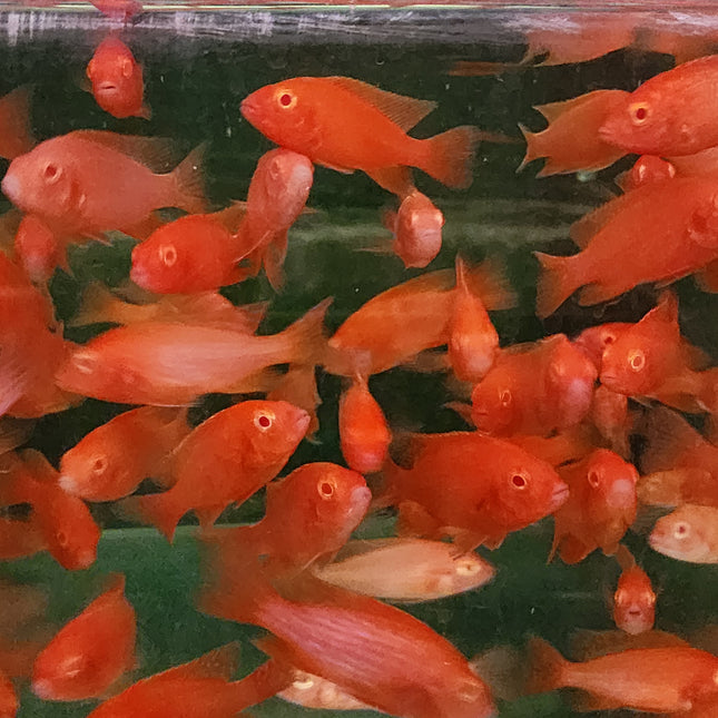 Strawberry peacock cichlid 5-6cm