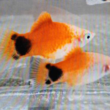 Red white mickey mouse platy 3cm