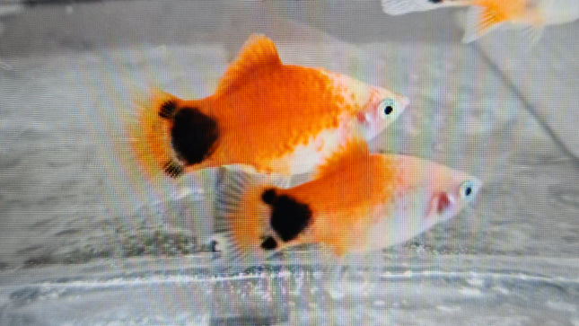 Red white mickey mouse platy 3cm