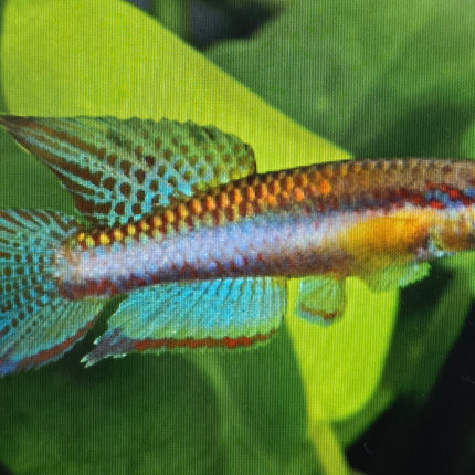 Aphyosemion poliaki 3-4cm