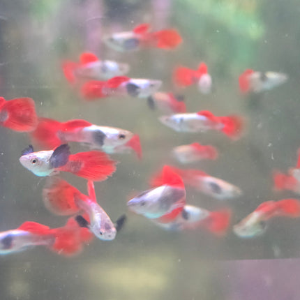Guppy male silver body dumbo ear 2.8cm