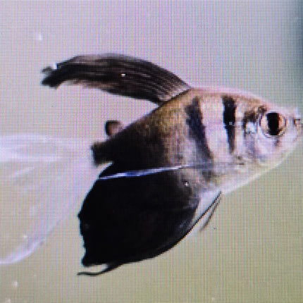 Longfin black tetra 3cm