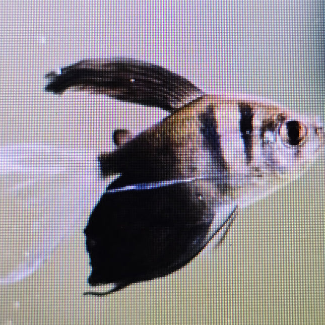 Longfin black tetra 3cm