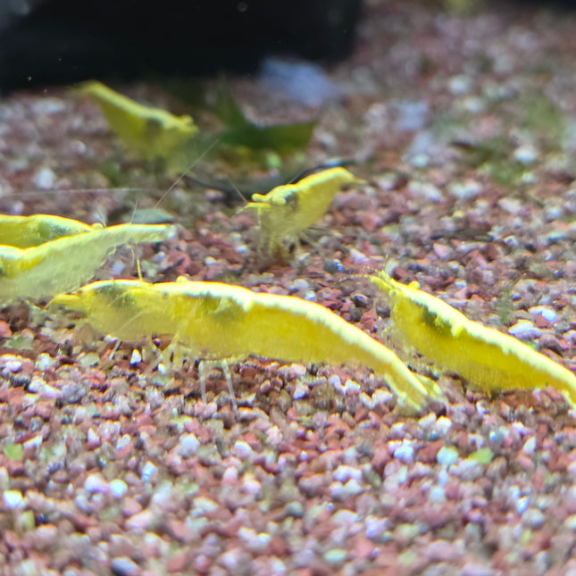 Golden eye Golden back shrimp