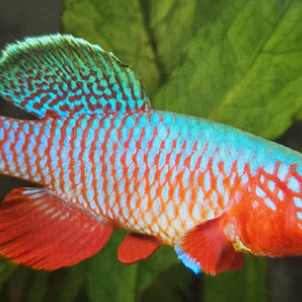 Nothobranchius rubripinnis 3-4cm