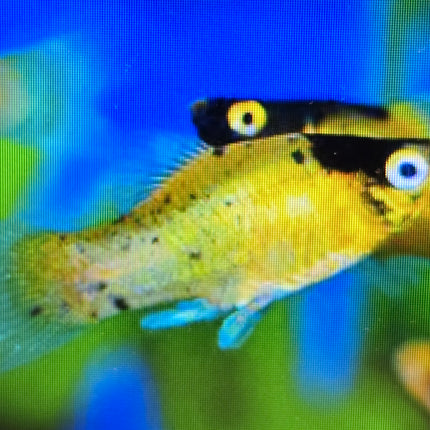 Bumblebee platy 3cm
