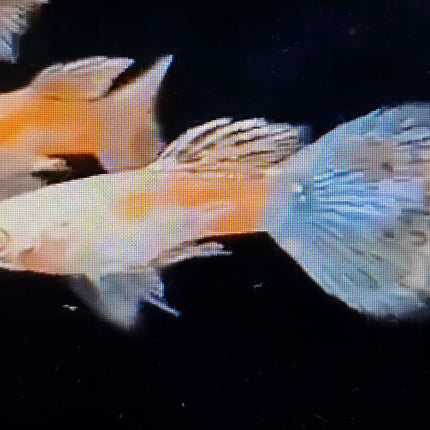 Albino pink grass guppy Pair 2.5cm