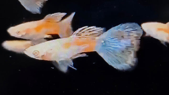 Albino pink grass guppy Pair 2.5cm
