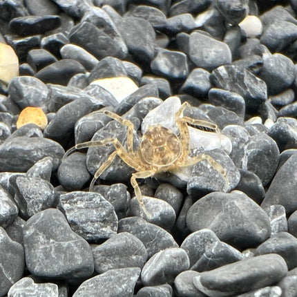 Thai micro-crab 0.8-1.2cm