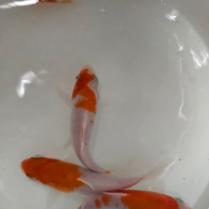 Red and white koi