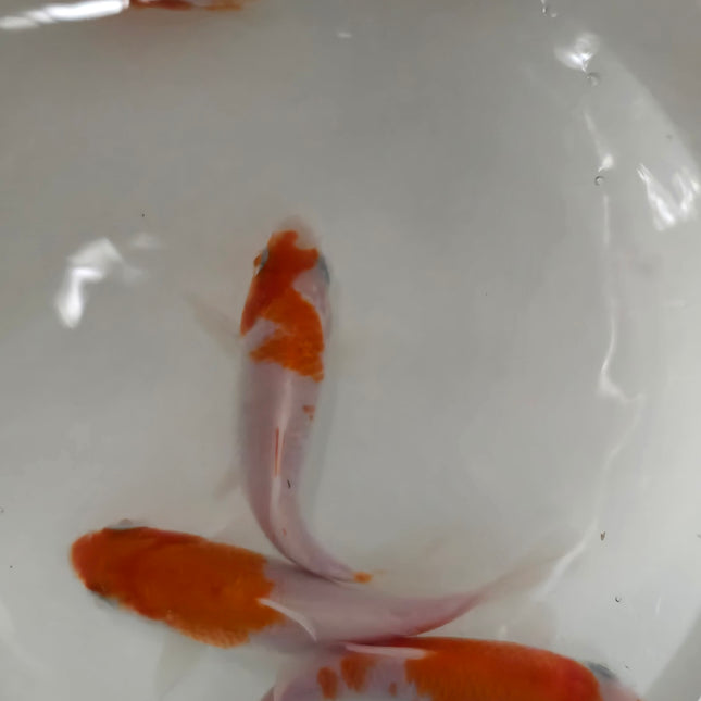 Red and white koi