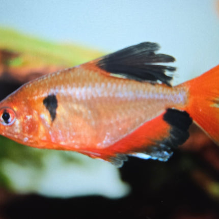 Long fin serpae tetra 3cm