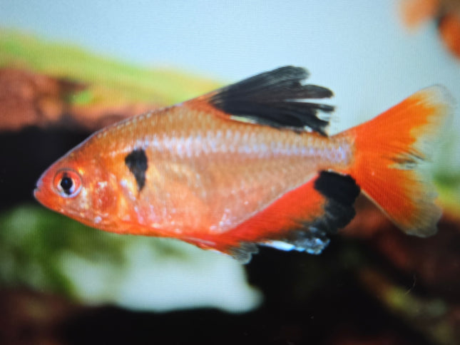 Long fin serpae tetra 3cm
