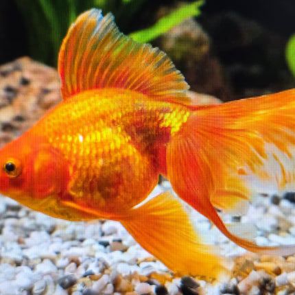 Red fantail 5cm