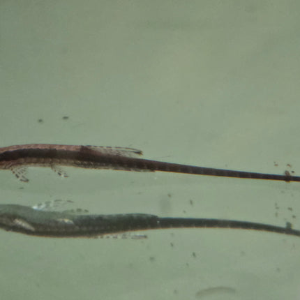 Long nosed fallowella 8-12cm