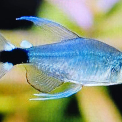 Reed tetra 3cm