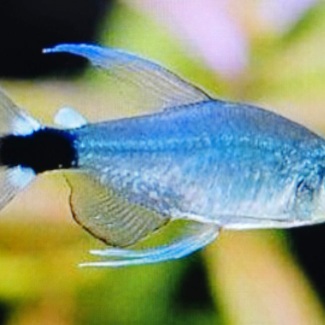 Reed tetra 3cm