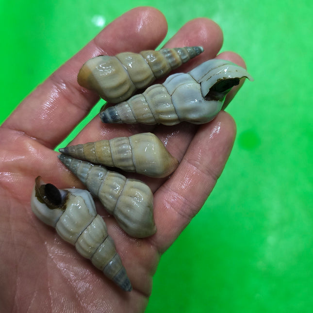 White tower snails 5cm