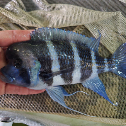 Cyphotilapia frontosa 5cm