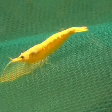 Golden back shrimp 1-1.5cm