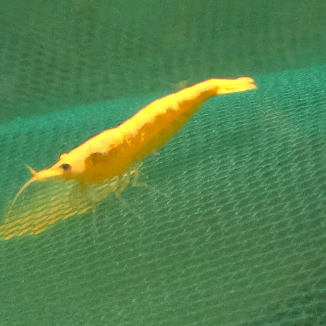 Golden back shrimp 1-1.5cm