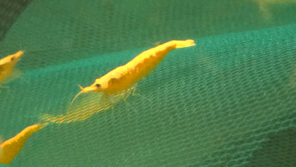 Golden back shrimp 1-1.5cm