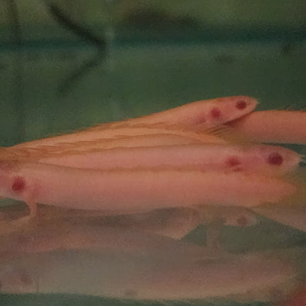 Albino senegalus bichir 6-7cm