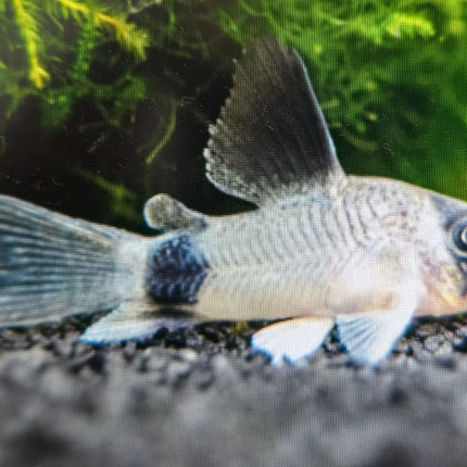 Longfin panda corydoras 3cm