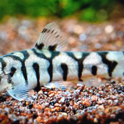 Botia lohachata 5cm