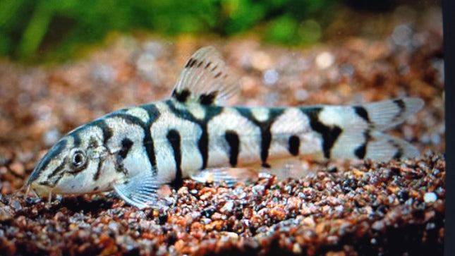 Botia lohachata 5cm