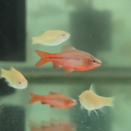 Cherry Barb 3cm