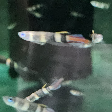 Clown killie fish 1-1.5cm