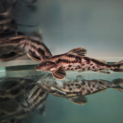 Irwini catfish 8-10cm