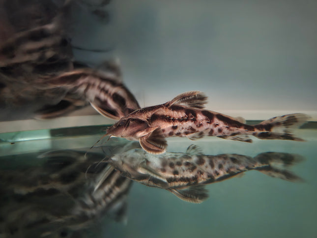 Irwini catfish 8-10cm