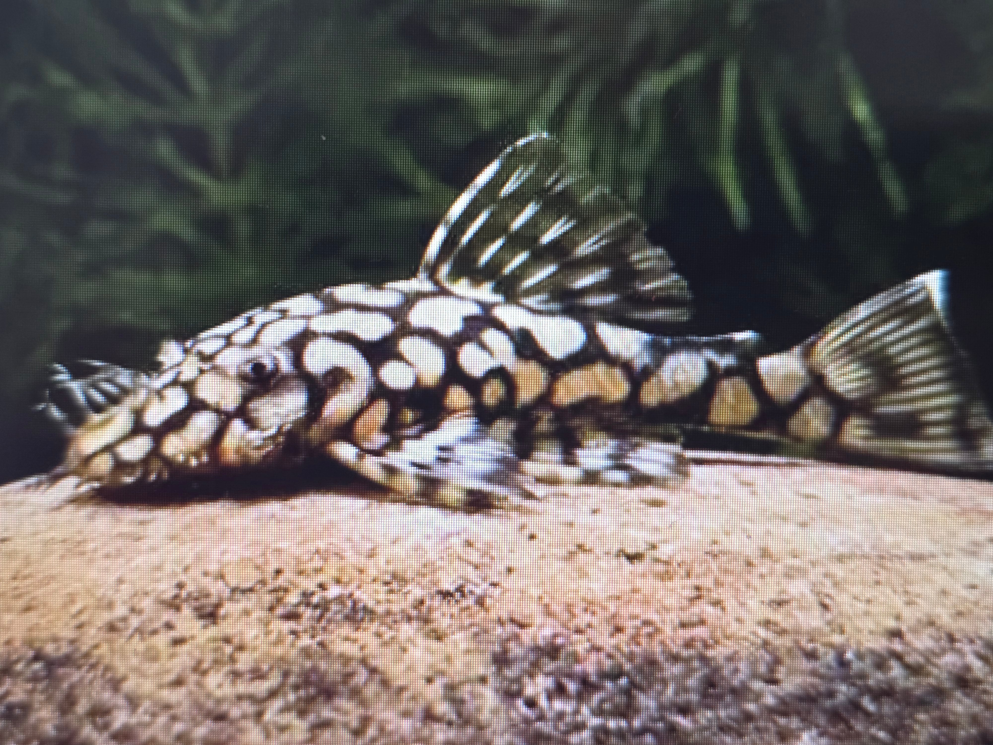 Buy Plecos | Aquarium, freshwater fish | FishList.com.sg