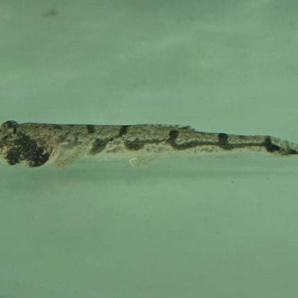 Moose-face loach 8-12cm