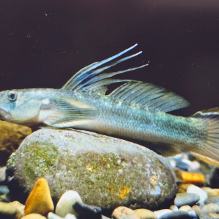 Longifilis goby 5-6cm