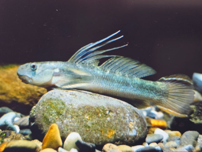 Longifilis goby 5-6cm