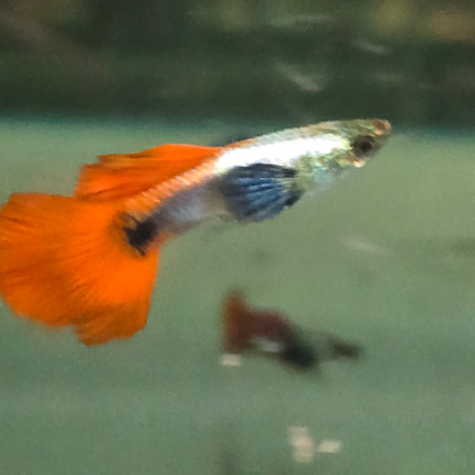 Platinum dumbo ear guppy 3cm pair