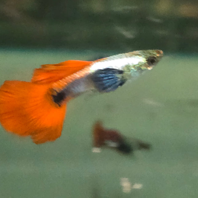 Platinum dumbo ear guppy 3cm pair