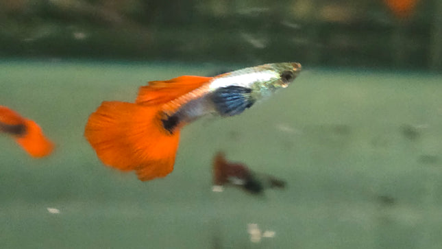 Pictus catfish 5-6cm