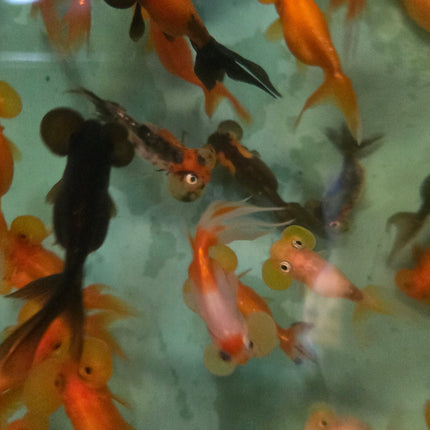 Assorted bubble eye goldfish 5-6cm