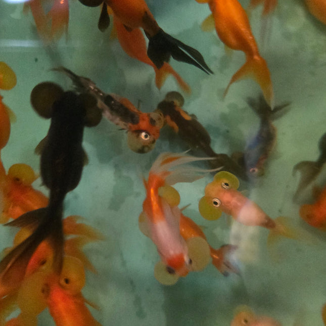 Assorted bubble eye goldfish 5-6cm