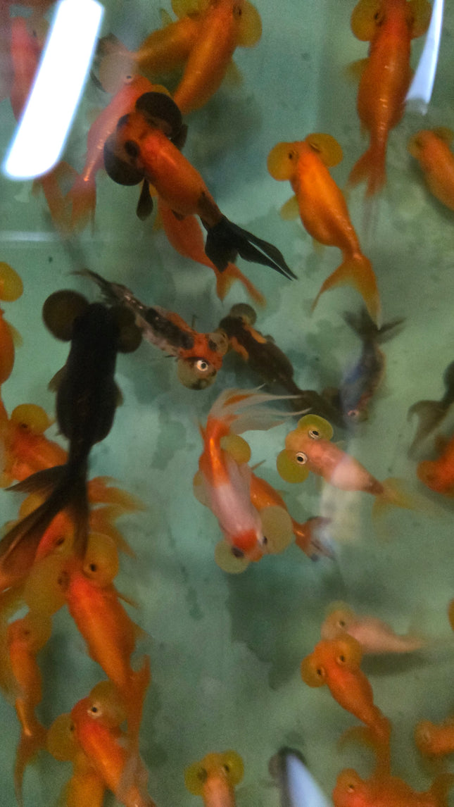 Assorted bubble eye goldfish 5-6cm