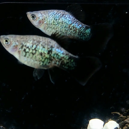 Blue calico wagtail platy