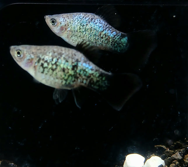 Blue calico wagtail platy
