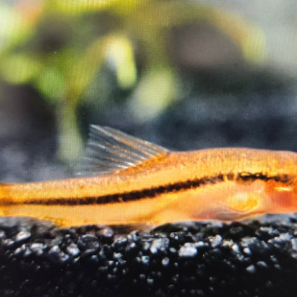 Rosy loach 2cm